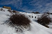 03-SI SALE TRA CESPUGLI DI ROSA SELVATICA